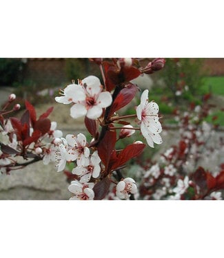 Livingstone Cistena Cherry (Prunus x 'Cistena' (Cistena cherry))