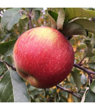 Livingstone Norkent Apple (Malus x 'Norkent')