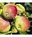 Prairie Magic Apple (Malus x 'Prairie Magic')