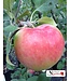 Prairie Magic Apple (Malus x 'Prairie Magic')