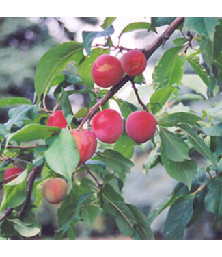 Livingstone Tecumseh Plum (Prunus x 'Tecumseh')