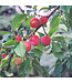 Tecumseh Plum (Prunus x 'Tecumseh')