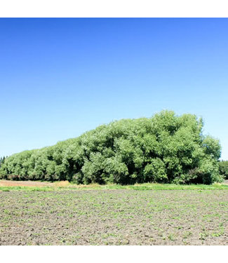 Livingstone Acute Leaf Willow (Salix acutifolia)