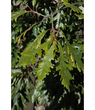 Admiration Hybrid Oak (Quercus x jackiana 'Jefmir')
