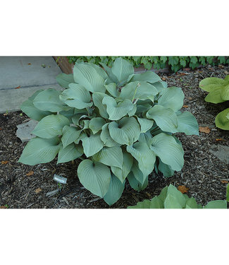 Livingstone Krossa Regal Hosta (Hosta 'Krossa Regal')