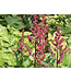 Visions Series Astilbe (Astilbe chinensis 'Visions')