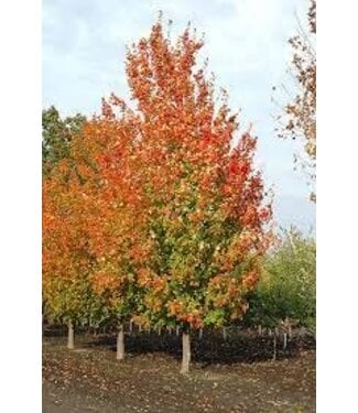 Livingstone Inferno Sugar Maple (Acer saccharum 'Inferno')