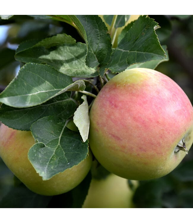 Goodland Apple (Malus x 'Goodland')