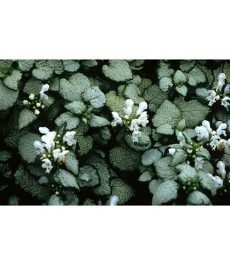 Livingstone White Nancy Lamium (Lamium maculatum 'White Nancy')