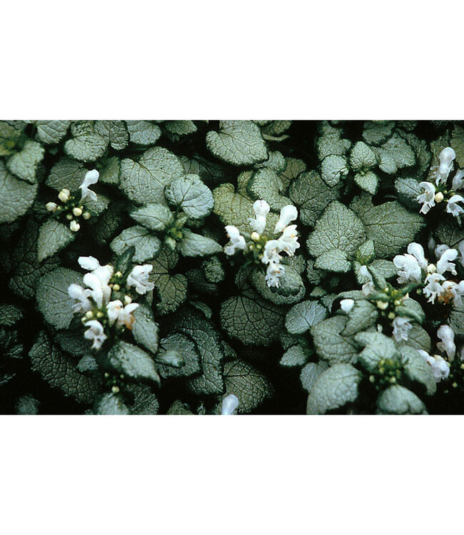 White Nancy Lamium (Lamium maculatum 'White Nancy')