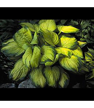 Livingstone Stained Glass Hosta (Hosta 'Stained Glass')