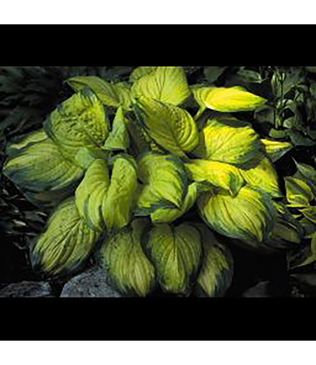 Stained Glass Hosta (Hosta 'Stained Glass')