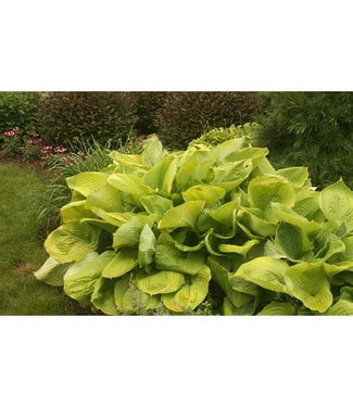 Livingstone Sum & Substance Hosta (Hosta 'Sum and Substance')