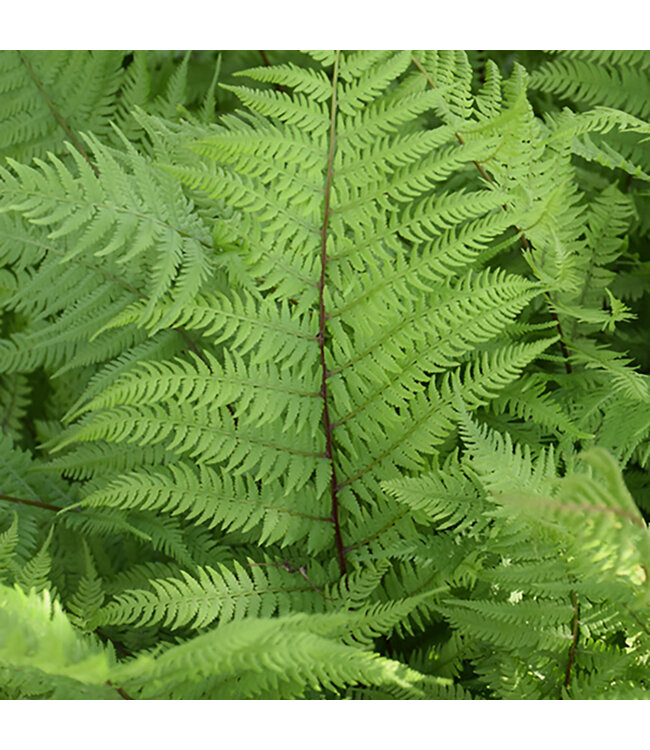 Lady in Red Lady Fern (Athyrium filix-femina 'Lady in Red')