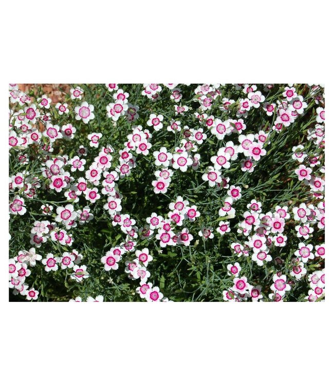 Arctic Fire Maiden Pinks (Dianthus deltoides 'Arctic Fire')