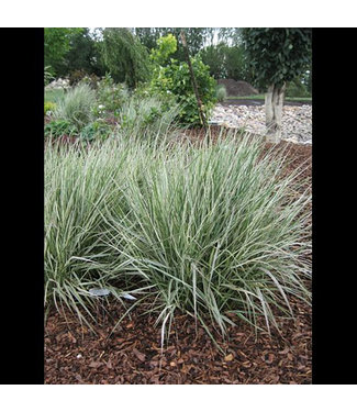 Livingstone Variegated Feather Reed Grass (Calamagrostis x acutiflora 'Overdam')
