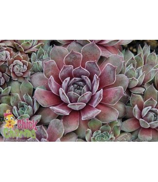 Livingstone ChickCharms Series  Hens and Chicks (Sempervivum x ChickCharms)