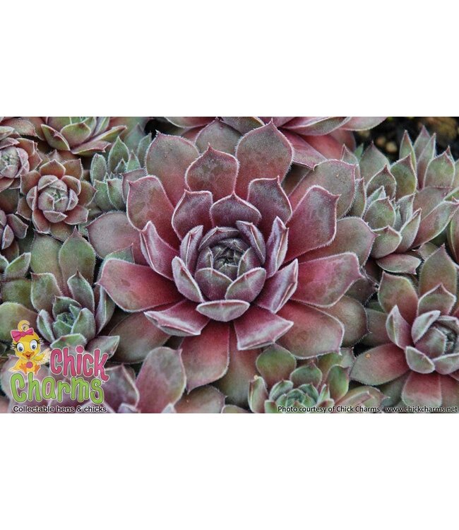 ChickCharms Series  Hens and Chicks (Sempervivum x ChickCharms)