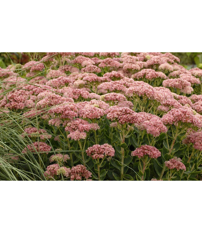 Autumn Fire Sedum (Sedum spectabile 'Autumn Fire')