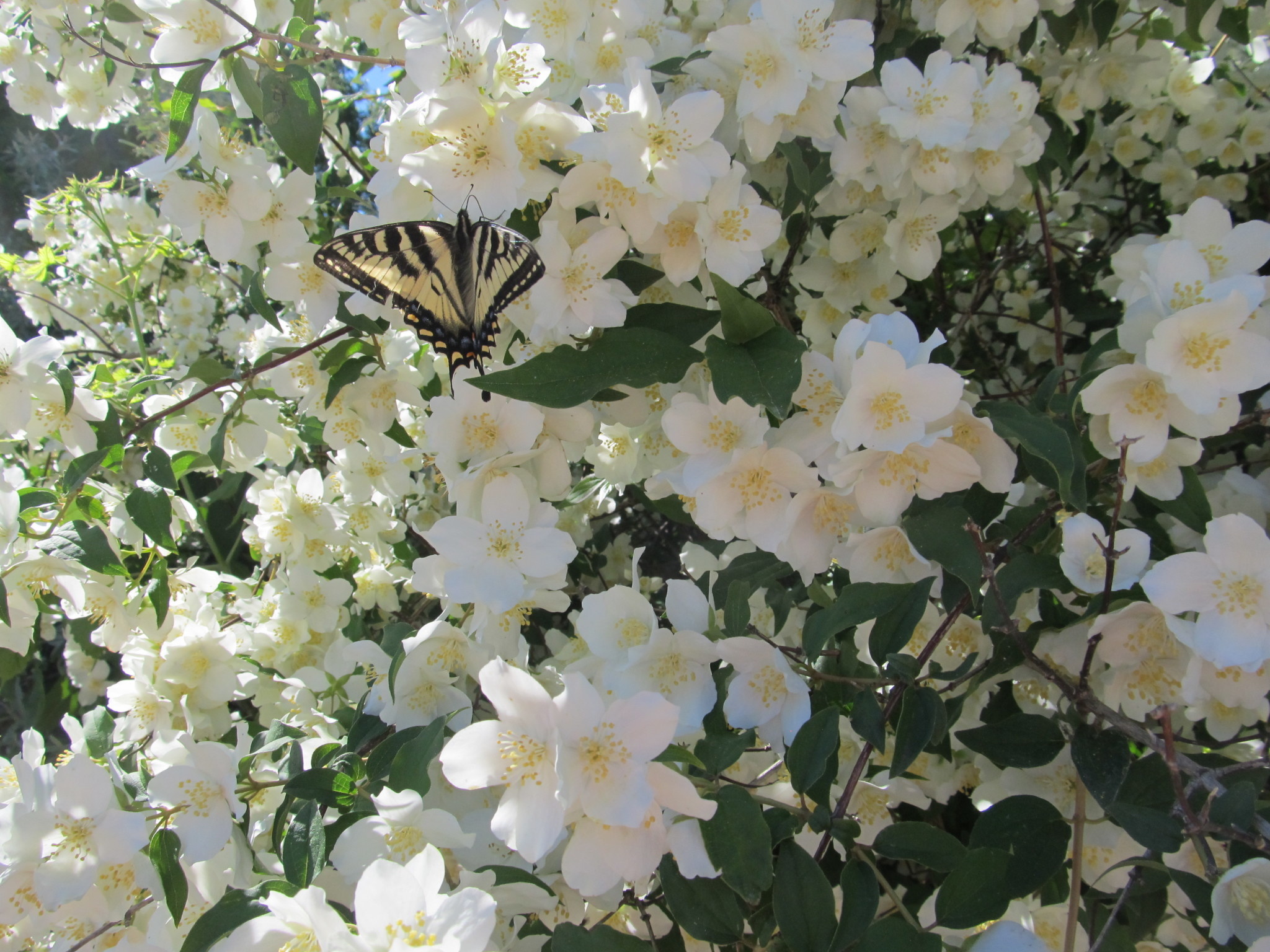 Blizzard Mockorange (Philadelphus lewisii 'Blizzard') - Livingstone ...