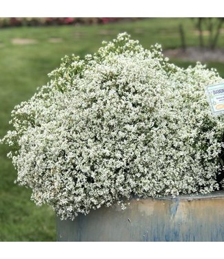 Livingstone Euphorbia hybrid 'INCHADIACL' (Diamond Snow®) 4.5in [1]