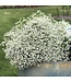 Euphorbia hybrid 'INCHADIACL' (Diamond Snow®) 4.5in [1]