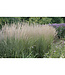 Karl Foerster Feather Reed Grass (Calamagrostis x acutiflora 'Karl Foerster')