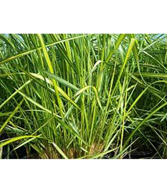 Livingstone Eldorado Feather Reed Grass (Calamagrostis x acutiflora 'Eldorado')