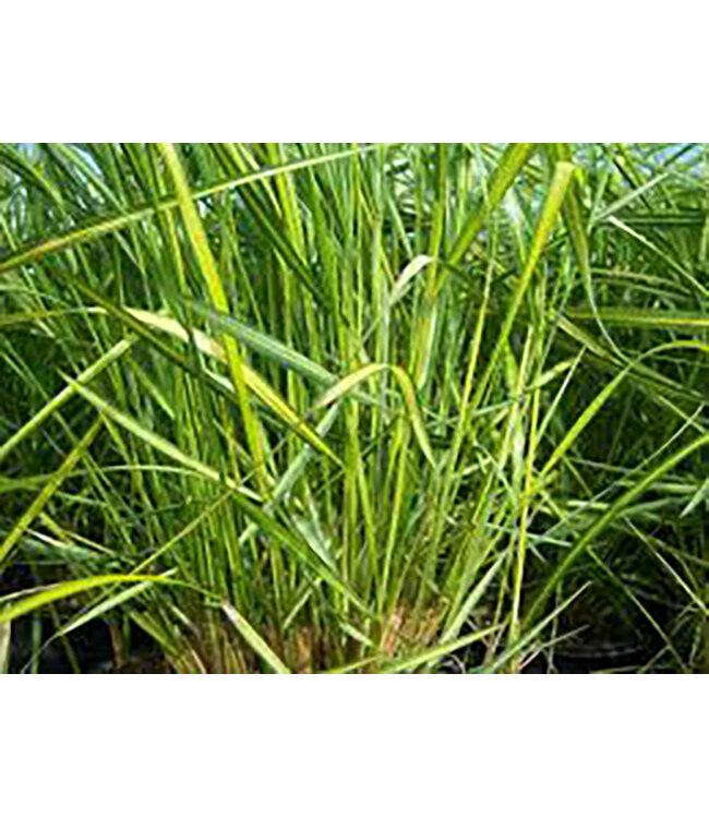 Eldorado Feather Reed Grass (Calamagrostis x acutiflora 'Eldorado')