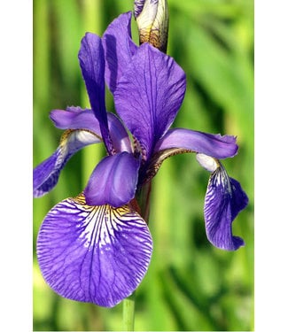 Livingstone Blue Flag Iris  (Iris versicolor)