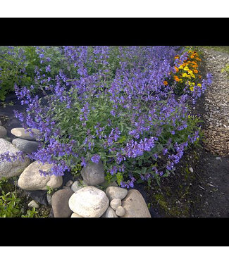 Livingstone Walker's Low Catmint (Nepeta x faassenii 'Walker's Low')