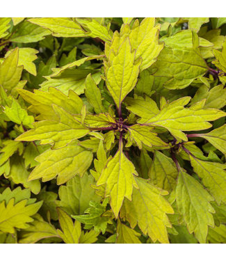 Livingstone Coleus ColorBlaze® 'Royale Pineapple Brandy' 4.5in [1]
