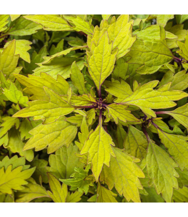Coleus ColorBlaze® 'Royale Pineapple Brandy' 4.5in [1]