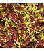 Coleus ColorBlaze® 'Royale Apple Brandy' 4.5in [1]