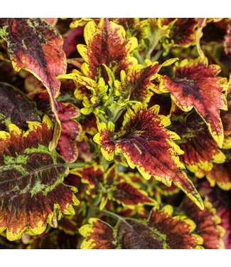 Livingstone Coleus ColorBlaze® 'El Brighto' 4.5in [1]