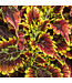 Coleus ColorBlaze® 'El Brighto' 4.5in [1]
