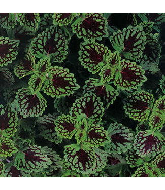 Livingstone Coleus ColorBlaze® 'Chocolate Drop' 4.5in [1]