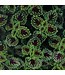 Coleus ColorBlaze® 'Chocolate Drop' 4.5in [1]