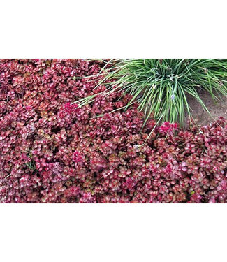 Livingstone Red Carpet Stonecrop (Sedum spurium 'Red Carpet')