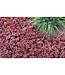 Red Carpet Stonecrop (Sedum spurium 'Red Carpet')