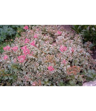 Livingstone Tricolor Stonecrop (Sedum spurium 'Tricolor')