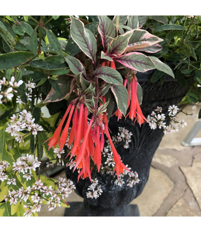 Fuchsia 'Firecracker' (Upright) 4.5in [1]