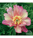 Itoh Series Peony (Paeonia)