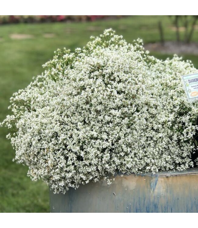 Euphorbia hybrid 'INCHADIACL' (Diamond Snow®) 4.5in [1]
