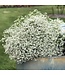 Euphorbia hybrid 'INCHADIACL' (Diamond Snow®) 4.5in [1]