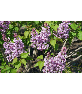 Livingstone Scentara Series Lilac (Syringa x hyacinthiflora)