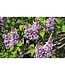 Scentara Series Lilac (Syringa x hyacinthiflora)