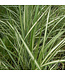 Lightning Strike Feather Reed Grass (Calamagrostis x acutiflora 'Lightning Strike')