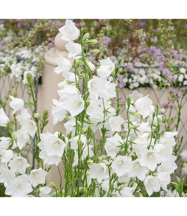 White Clustered Bellflower (Campanula glomerata 'Alba') Livingstone