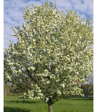 Livingstone Spring Snow Flowering Crabapple (Malus baccata 'Spring Snow')